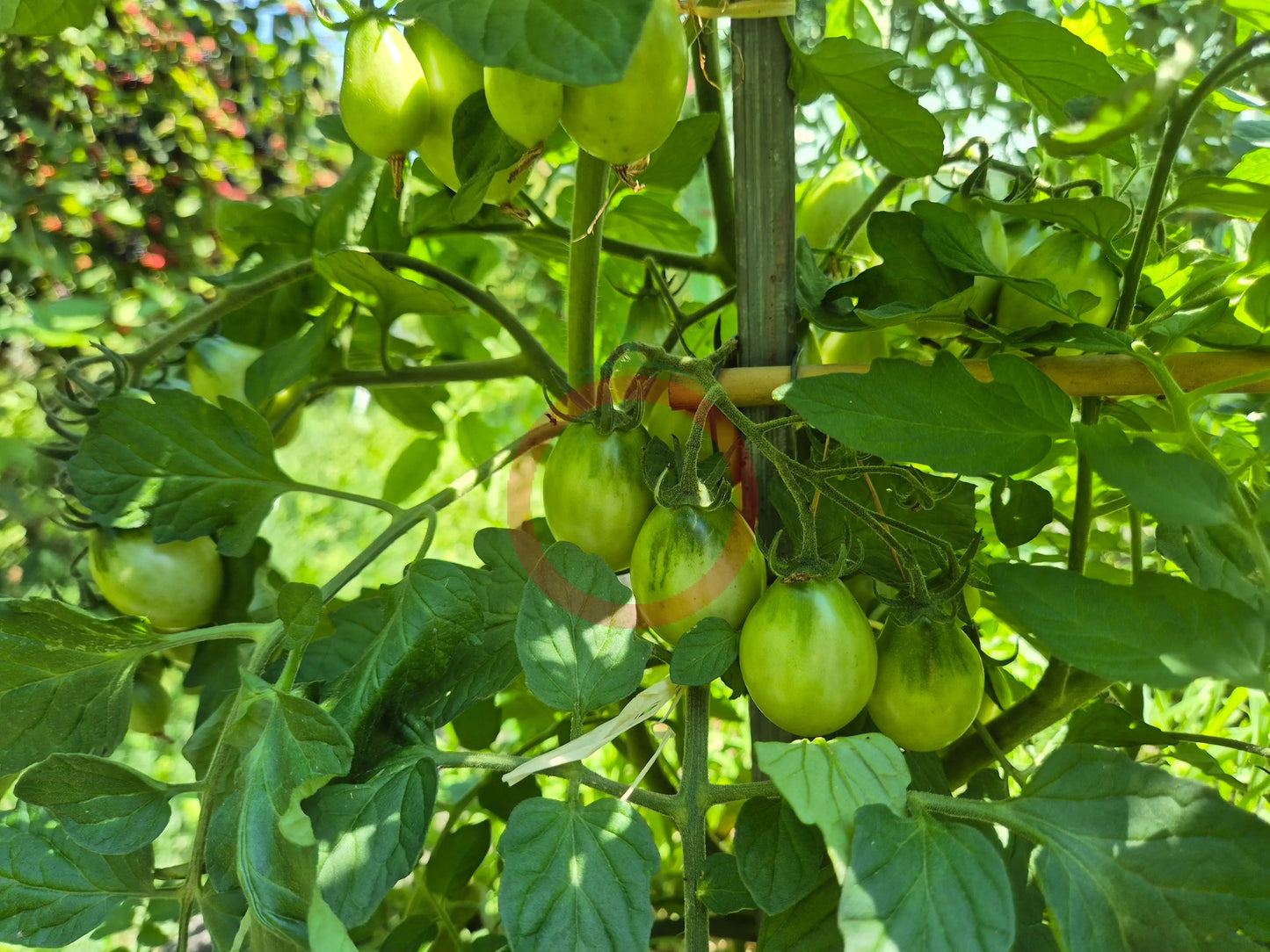 Fargo DER TOMATENFLÜSTERER