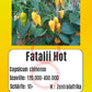 Fatalii Hot DER TOMATENFLÜSTERER