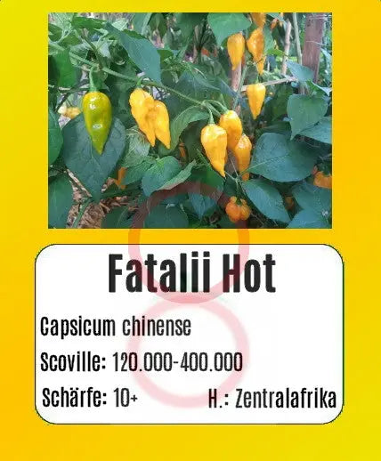 Fatalii Hot DER TOMATENFLÜSTERER