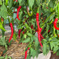 Favignana DER TOMATENFLÜSTERER