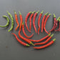 Favignana DER TOMATENFLÜSTERER