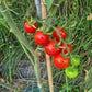 Fence Row Cherry DER TOMATENFLÜSTERER