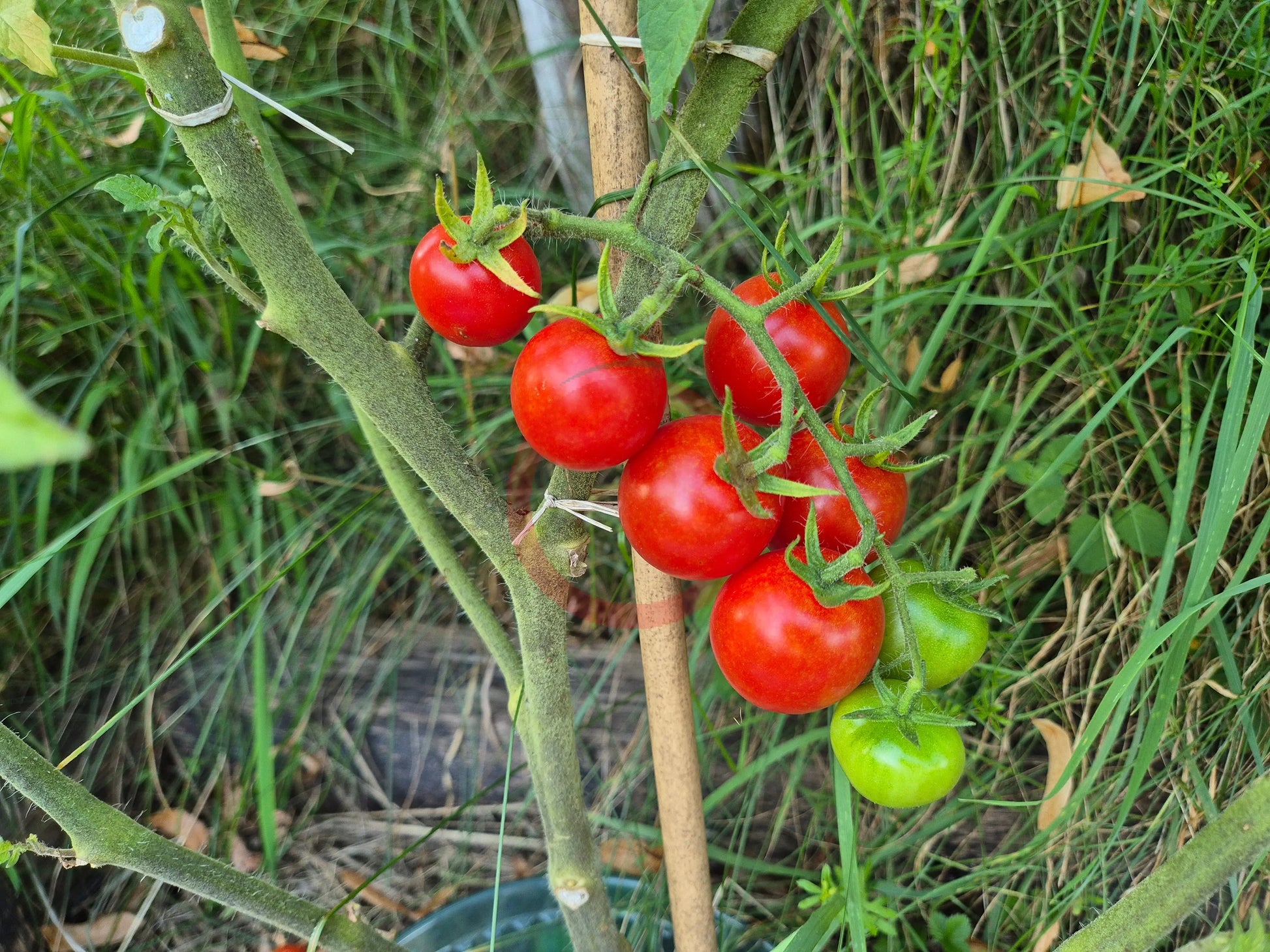 Fence Row Cherry DER TOMATENFLÜSTERER