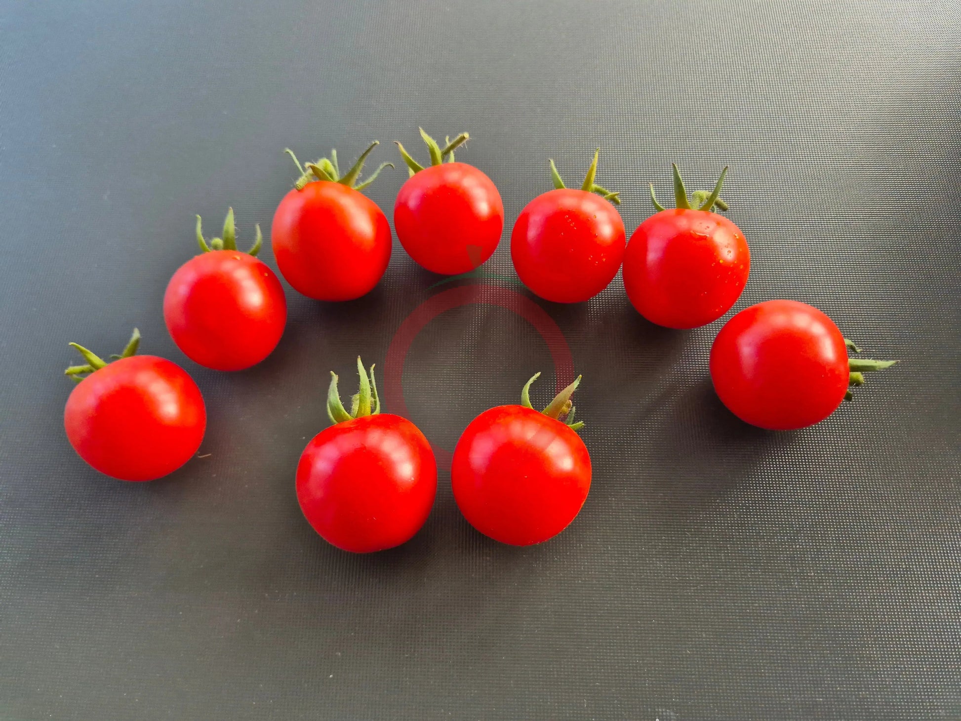 Fence Row Cherry DER TOMATENFLÜSTERER