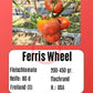 Ferris Wheel DER TOMATENFLÜSTERER