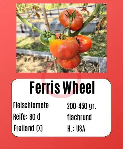 Ferris Wheel DER TOMATENFLÜSTERER