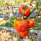 Ferris Wheel DER TOMATENFLÜSTERER