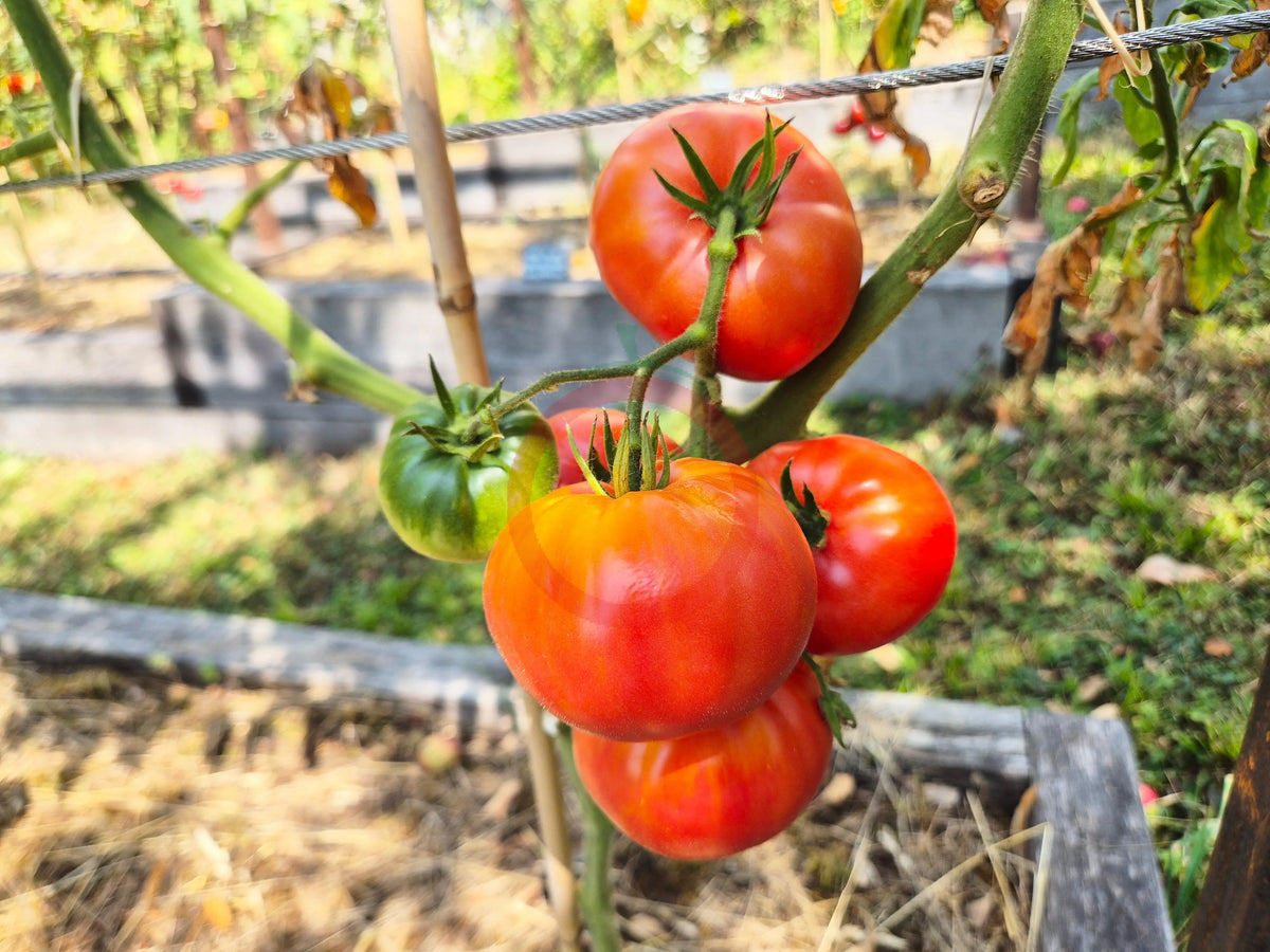 Ferris Wheel DER TOMATENFLÜSTERER