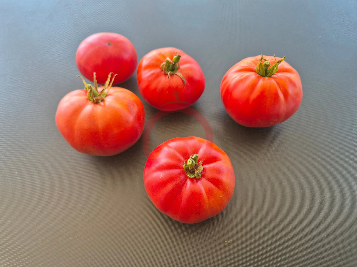 Ferris Wheel DER TOMATENFLÜSTERER