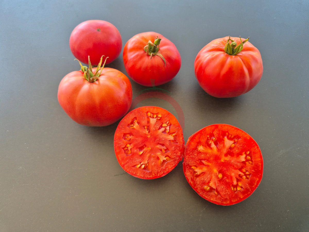 Ferris Wheel DER TOMATENFLÜSTERER