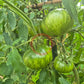 Feuerwerk DER TOMATENFLÜSTERER