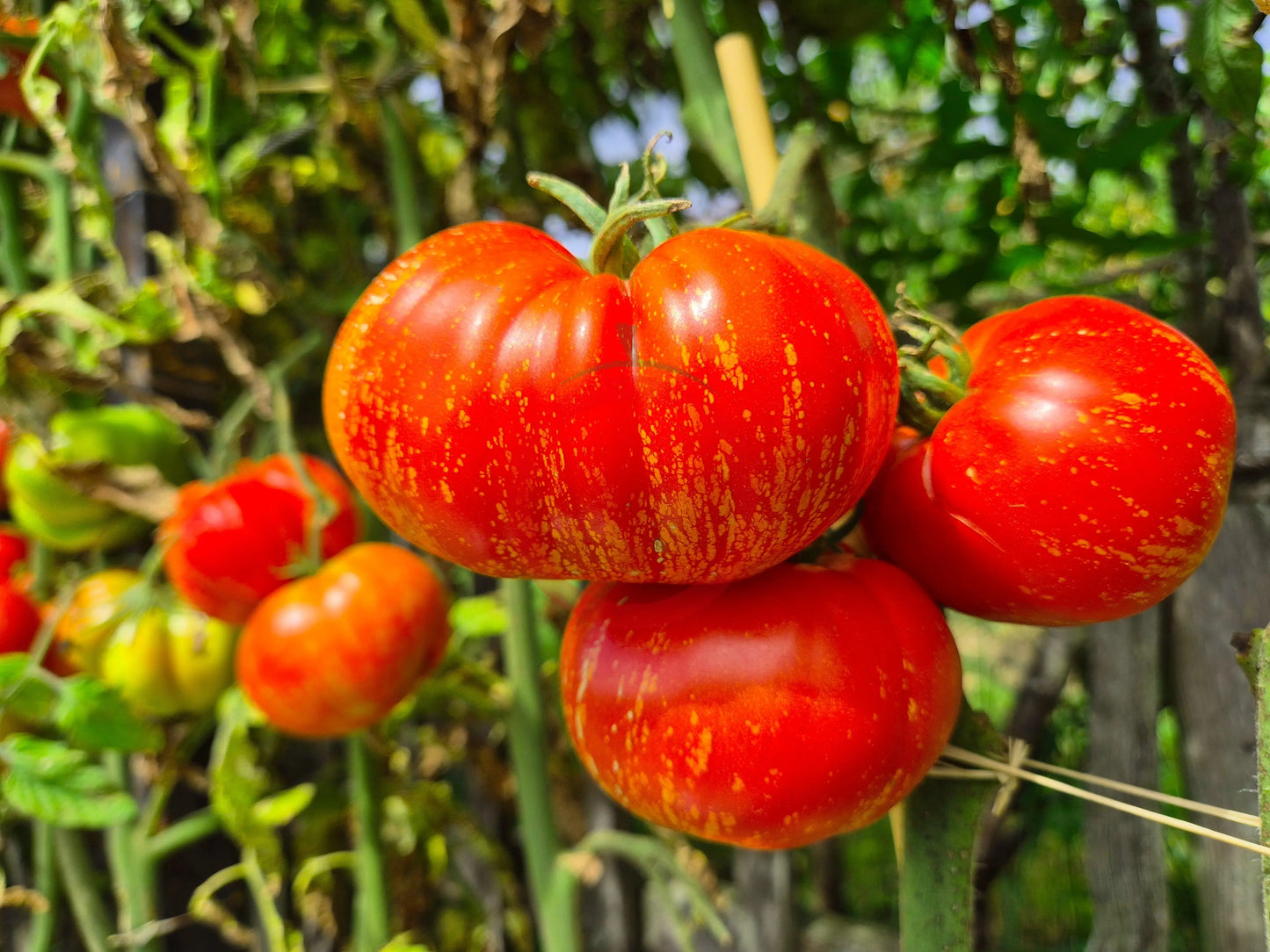 Feuerwerk DER TOMATENFLÜSTERER