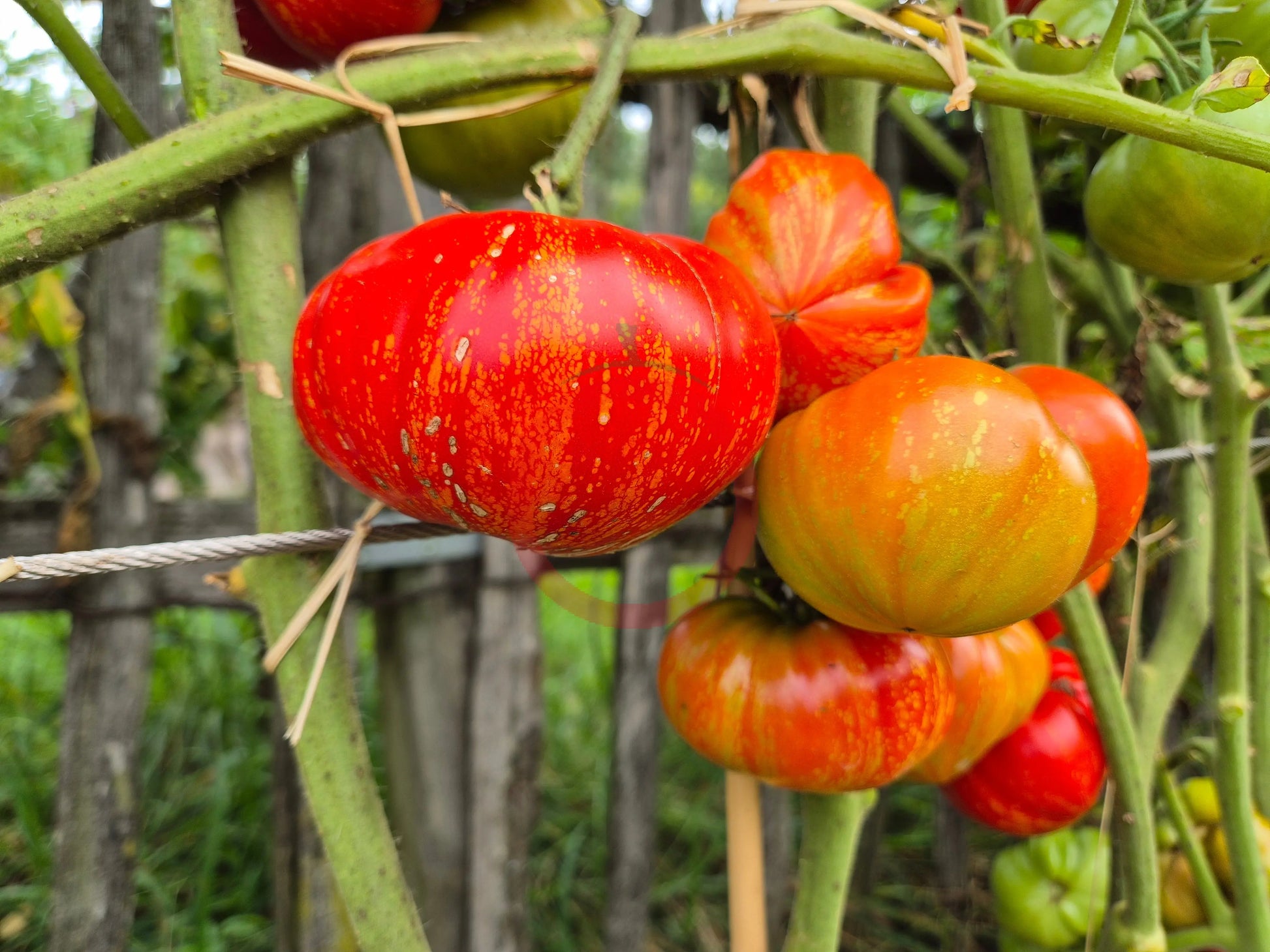 Feuerwerk DER TOMATENFLÜSTERER