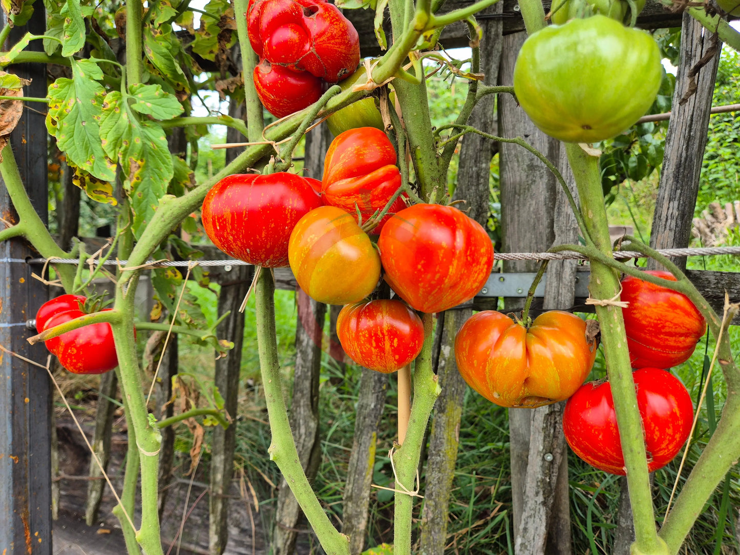 Feuerwerk DER TOMATENFLÜSTERER