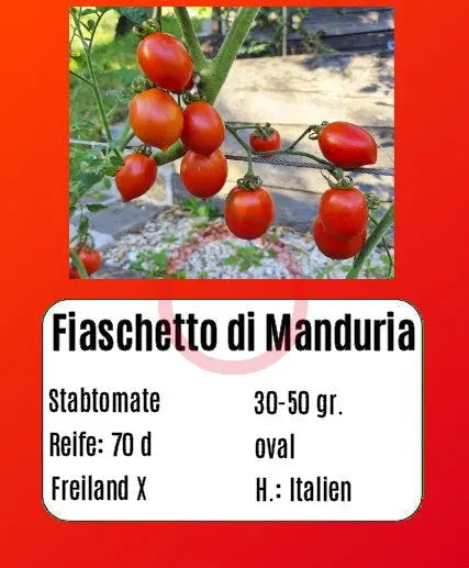 Fiaschetto di Manduria DER TOMATENFLÜSTERER
