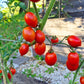 Fiaschetto di Manduria DER TOMATENFLÜSTERER