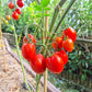 Fiaschetto di Manduria DER TOMATENFLÜSTERER