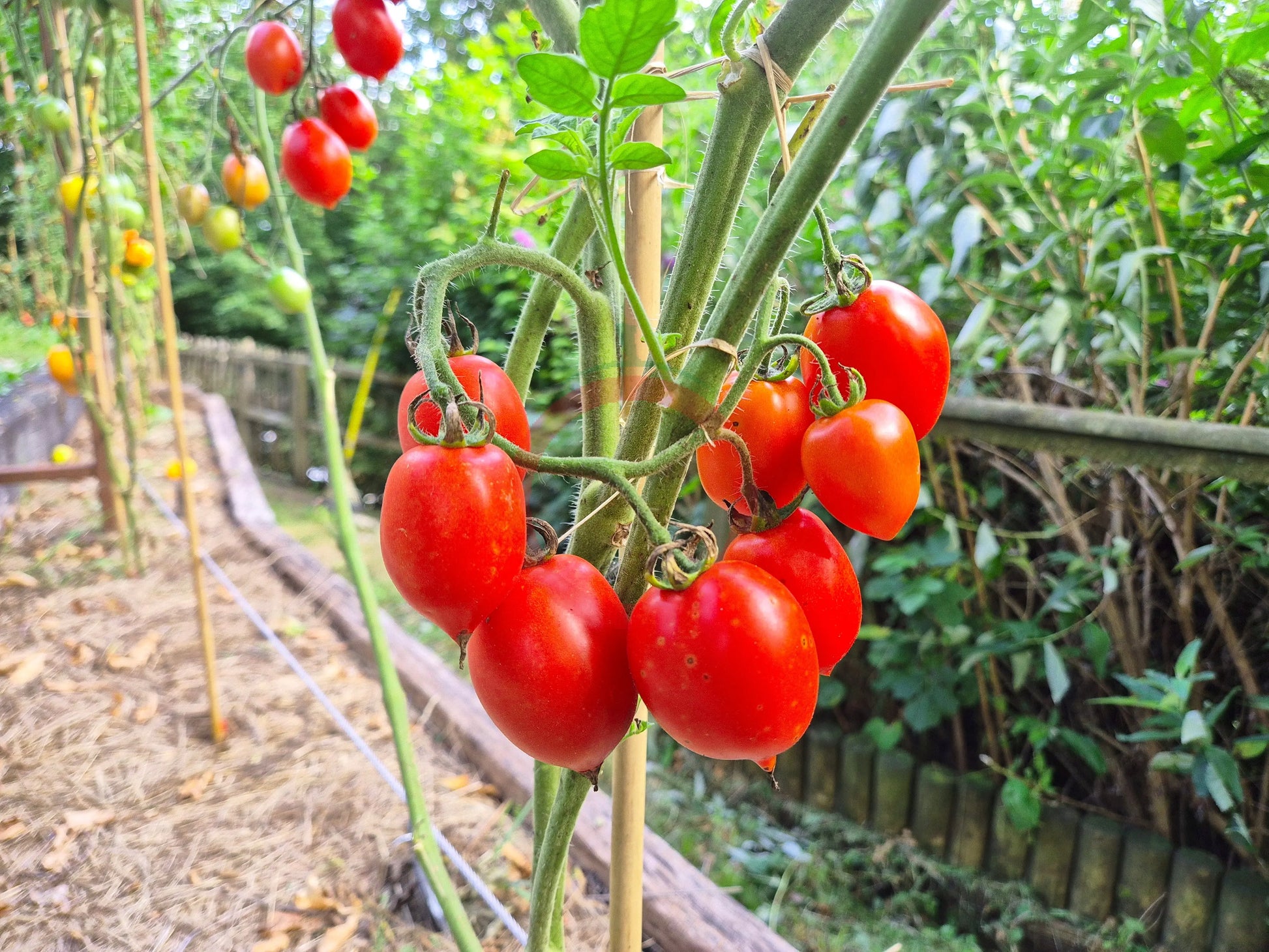 Fiaschetto di Manduria DER TOMATENFLÜSTERER