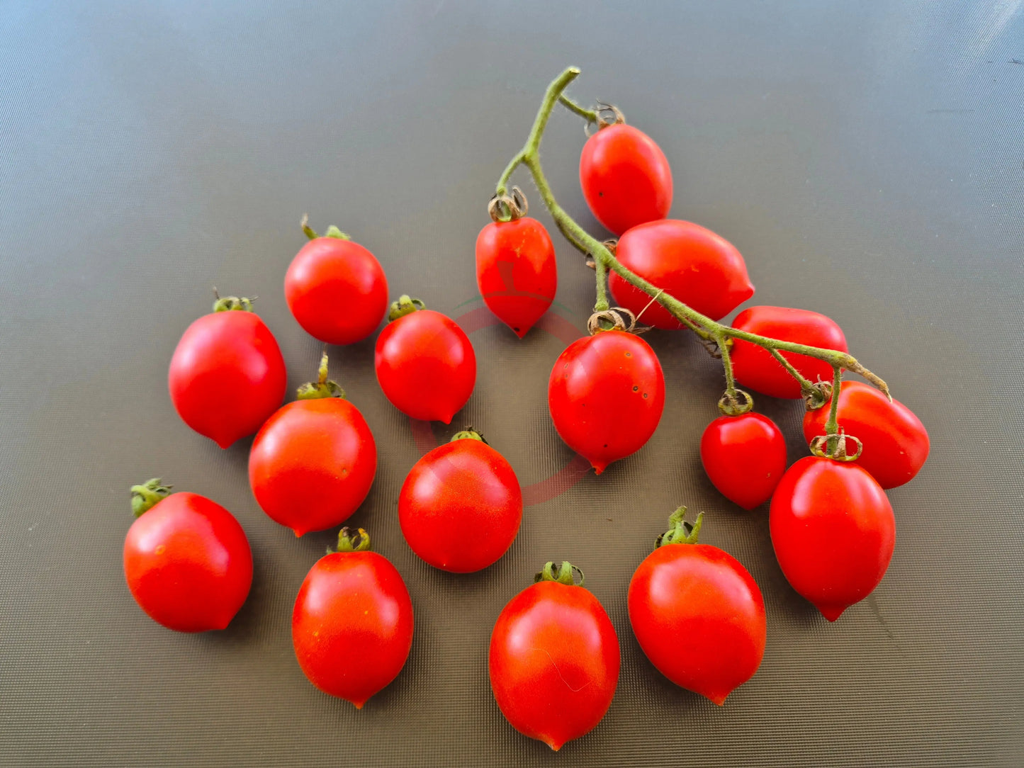 Fiaschetto di Manduria DER TOMATENFLÜSTERER