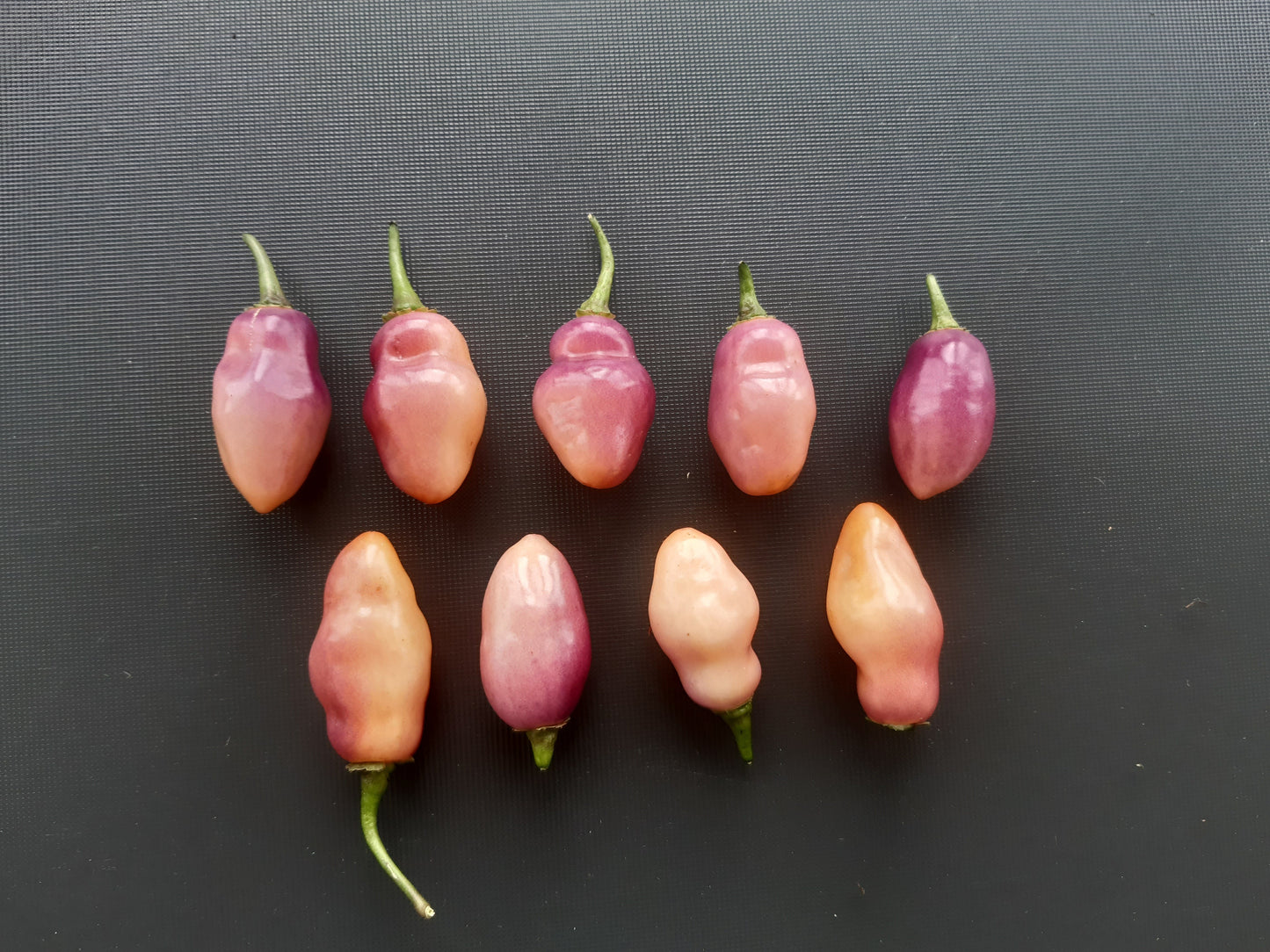 Fidalgo Roxa DER TOMATENFLÜSTERER