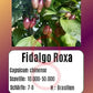 Fidalgo Roxa DER TOMATENFLÜSTERER