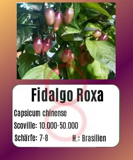 Fidalgo Roxa DER TOMATENFLÜSTERER