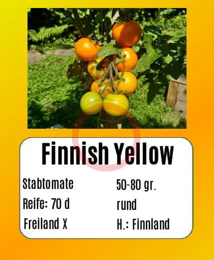 Finnish Yellow DER TOMATENFLÜSTERER