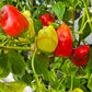 Firebird DER TOMATENFLÜSTERER