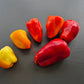 Firebird DER TOMATENFLÜSTERER