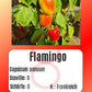 Flamingo DER TOMATENFLÜSTERER