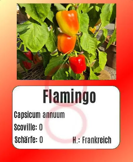 Flamingo DER TOMATENFLÜSTERER