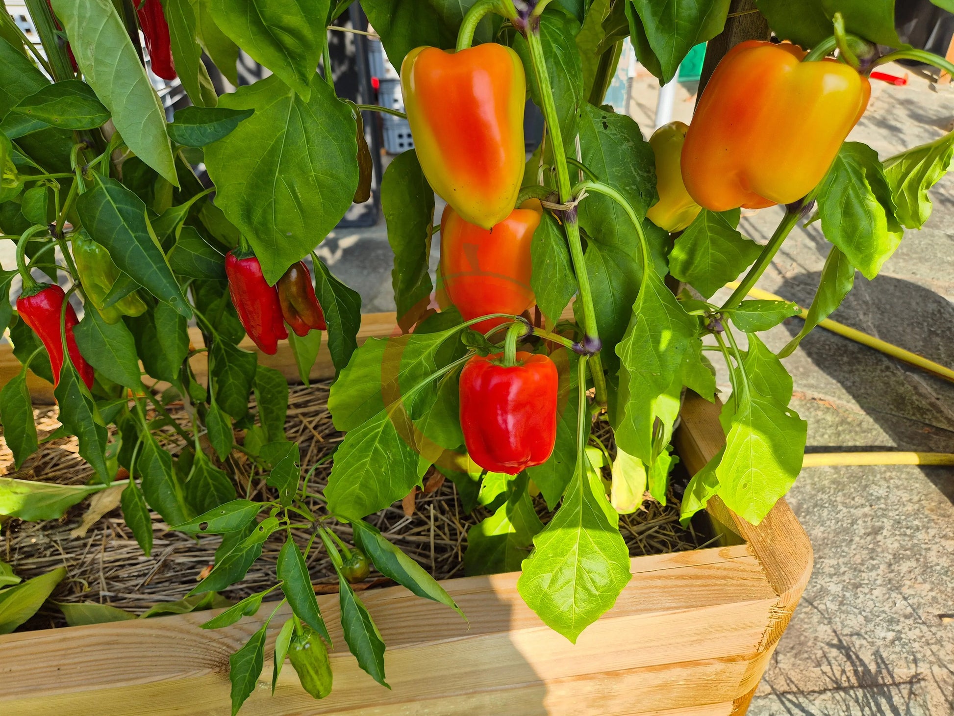 Flamingo DER TOMATENFLÜSTERER