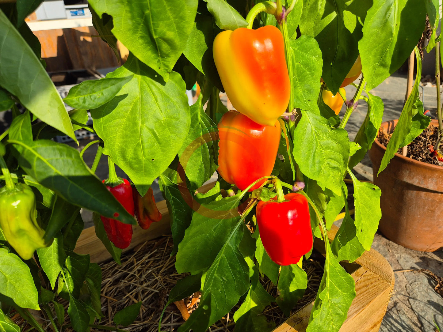 Flamingo DER TOMATENFLÜSTERER