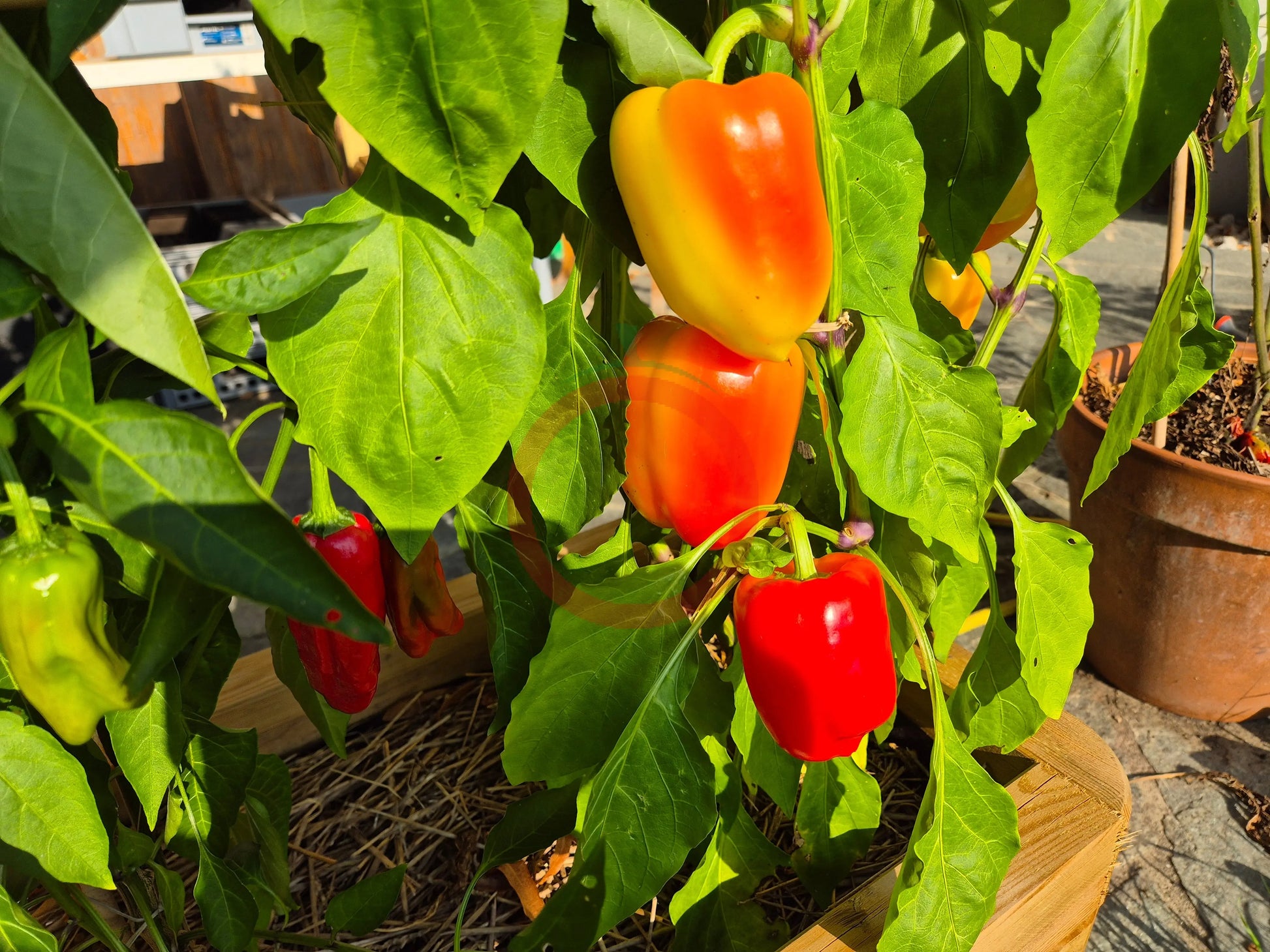 Flamingo DER TOMATENFLÜSTERER