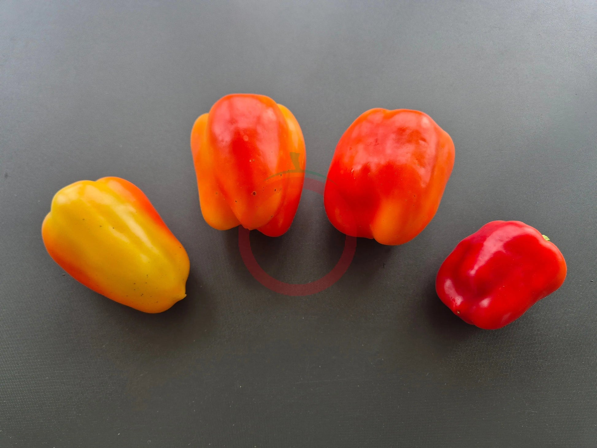 Flamingo DER TOMATENFLÜSTERER