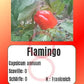 Flamingo DER TOMATENFLÜSTERER