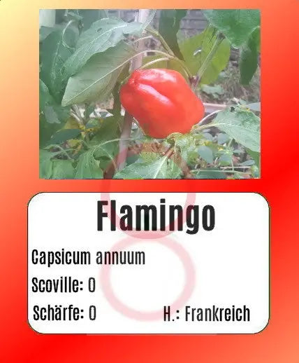 Flamingo DER TOMATENFLÜSTERER