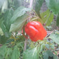 Flamingo DER TOMATENFLÜSTERER