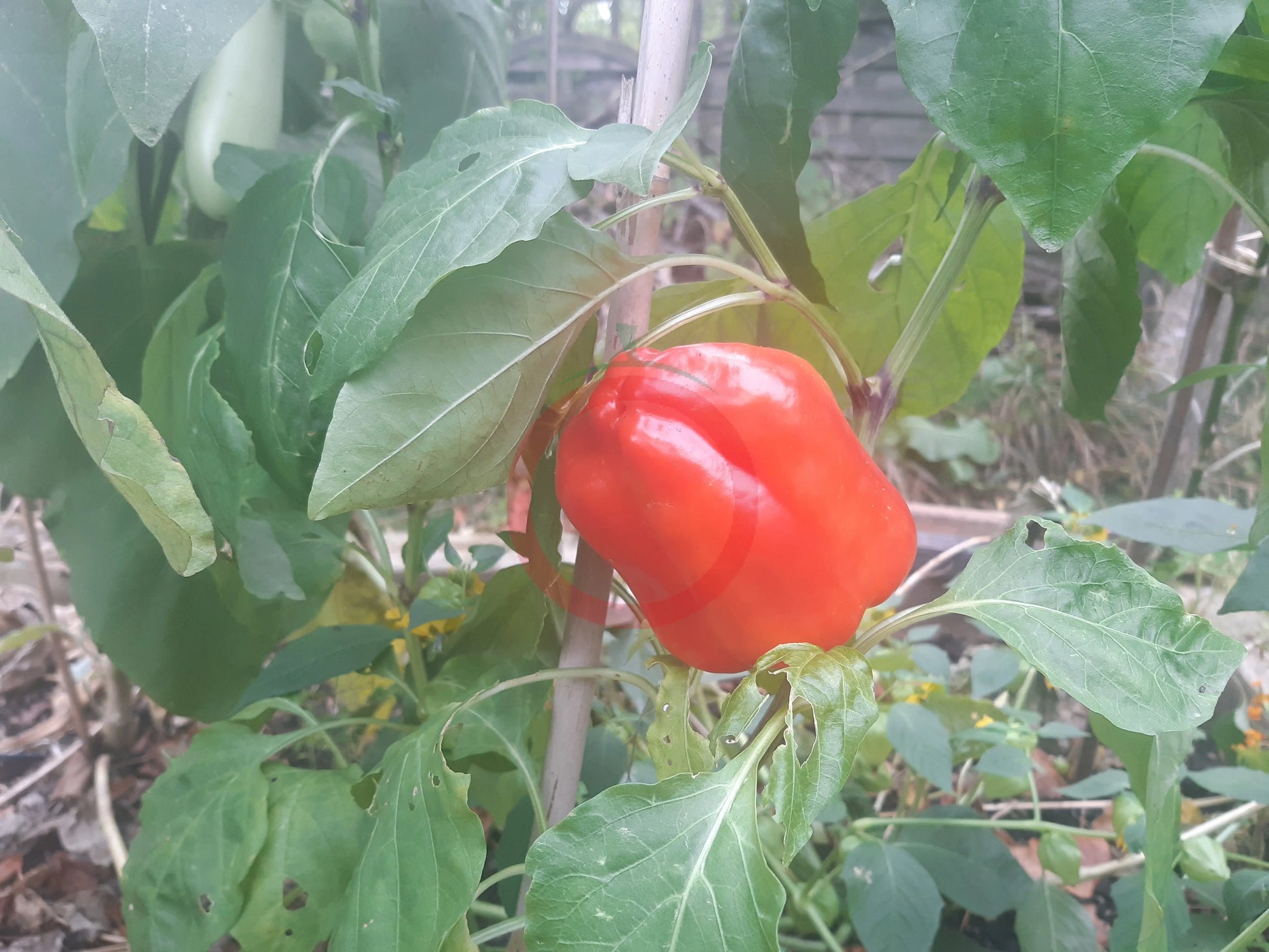 Flamingo DER TOMATENFLÜSTERER