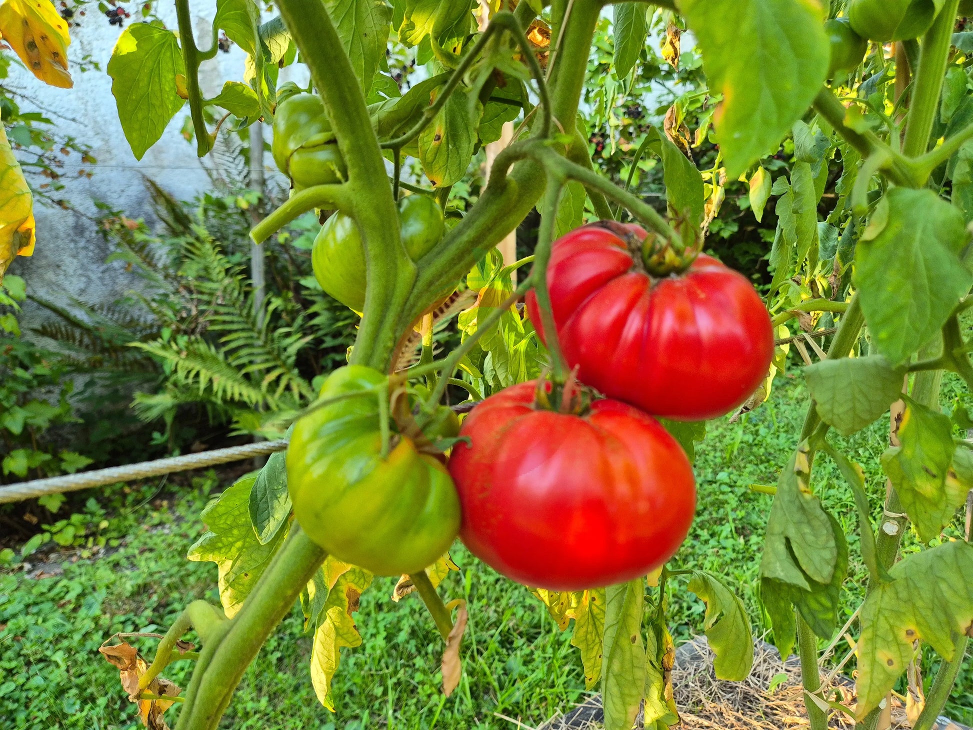 Flin Flon DER TOMATENFLÜSTERER