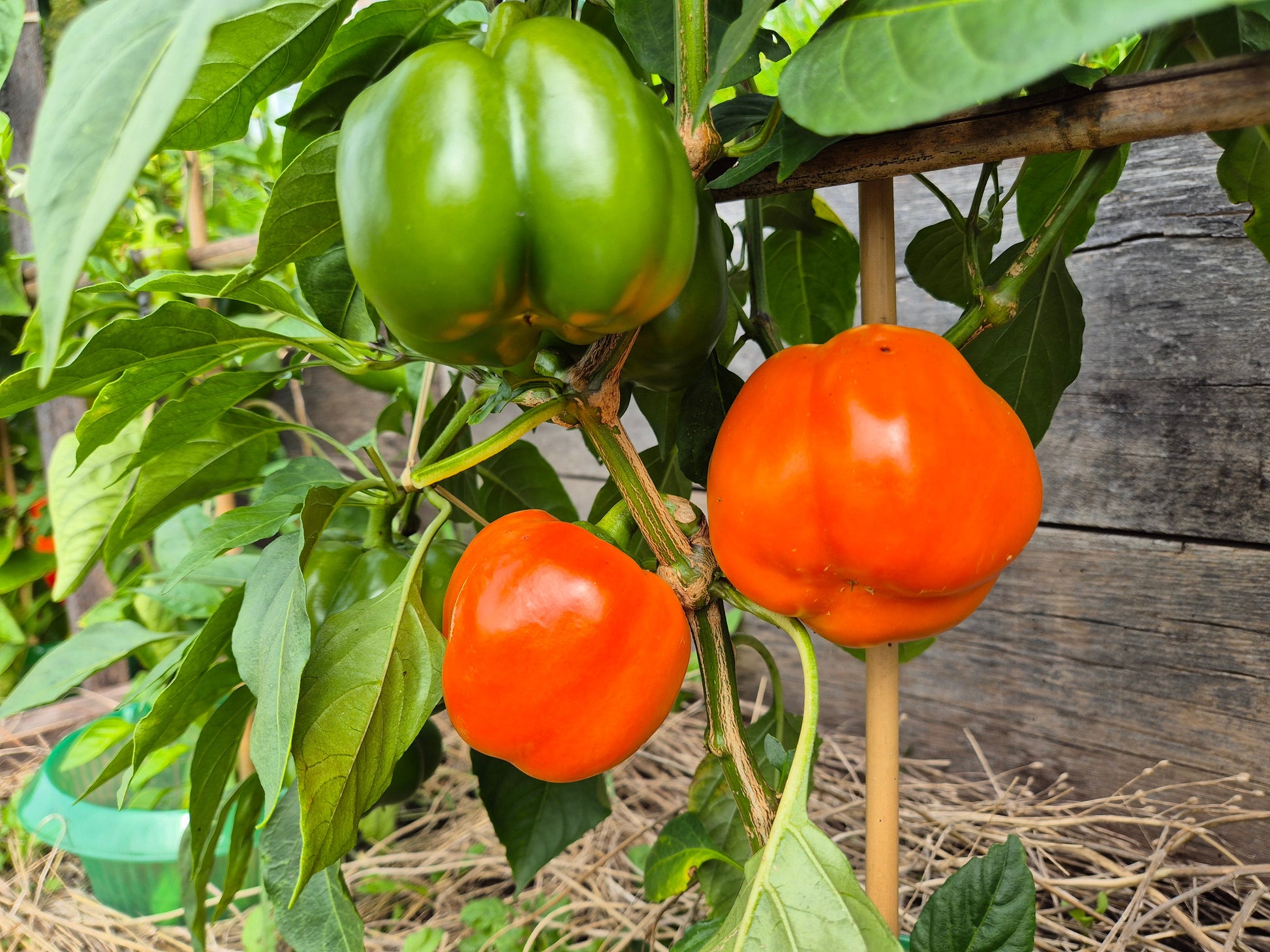 Fon Baron Orange DER TOMATENFLÜSTERER