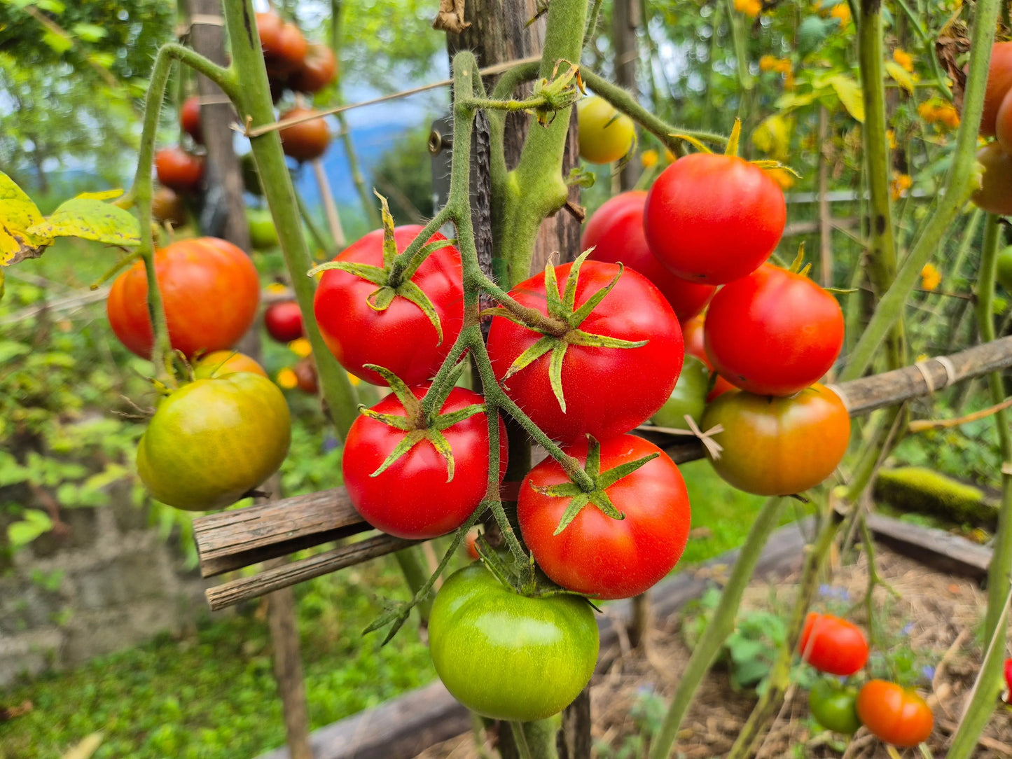 Fordhook First DER TOMATENFLÜSTERER