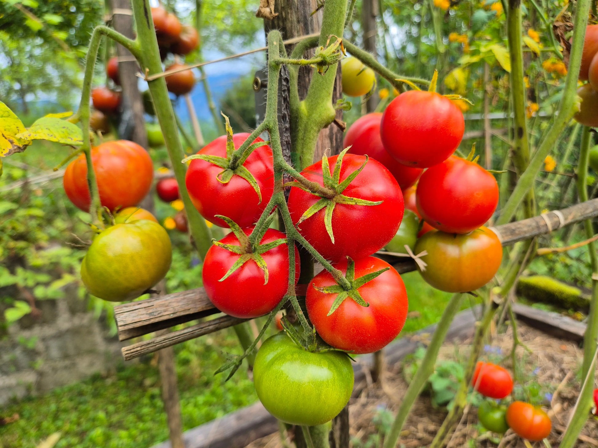 Fordhook First DER TOMATENFLÜSTERER