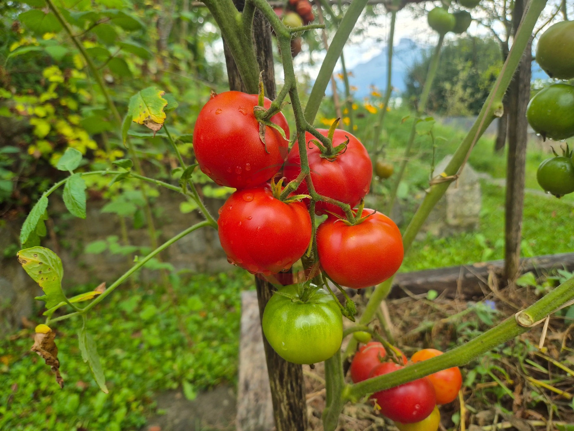 Fordhook First DER TOMATENFLÜSTERER