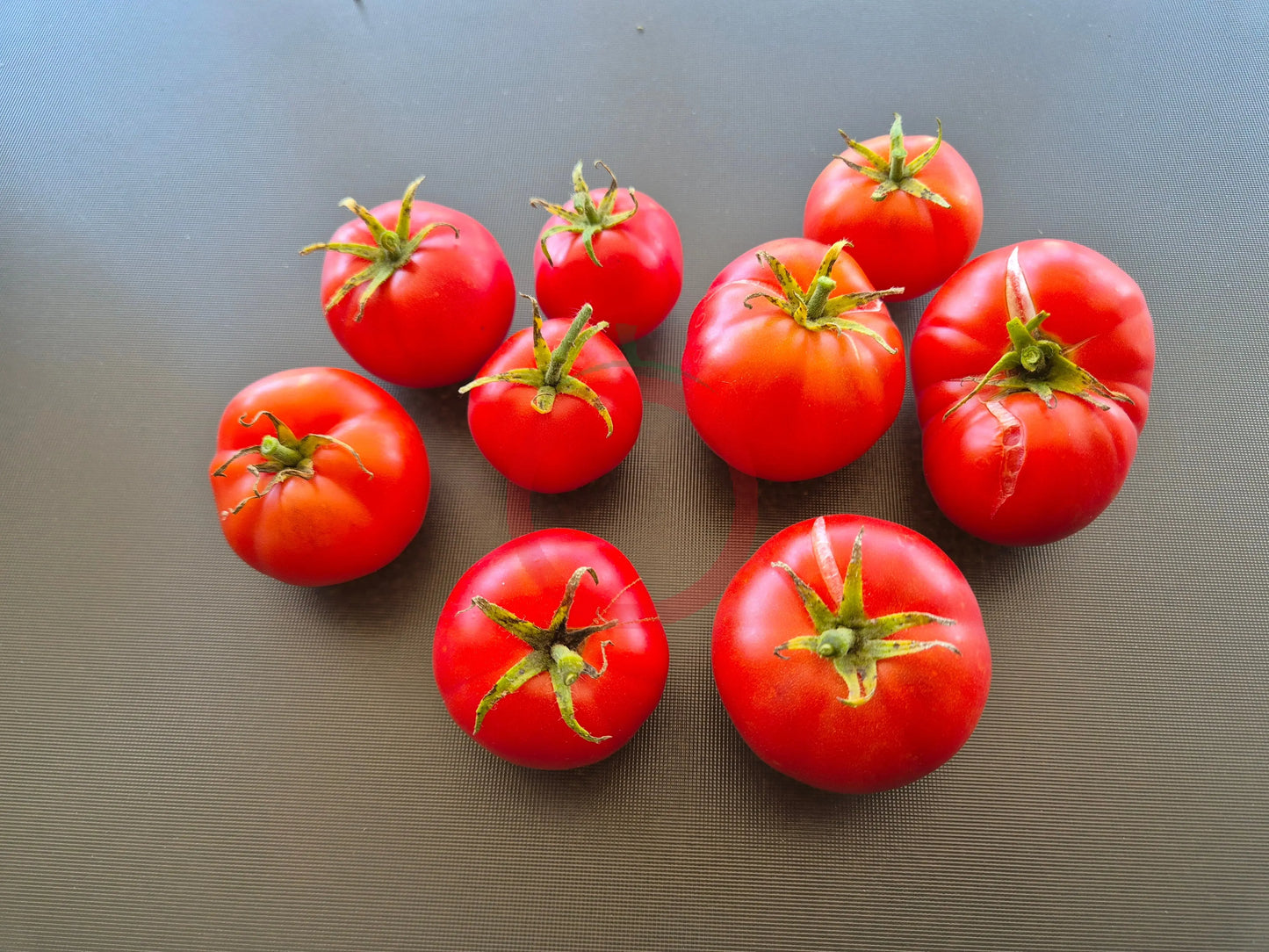Fordhook First DER TOMATENFLÜSTERER
