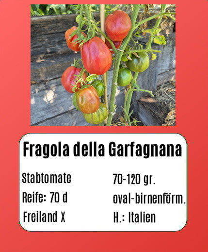 Fragola della Garfagnana DER TOMATENFLÜSTERER