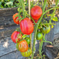 Fragola della Garfagnana DER TOMATENFLÜSTERER