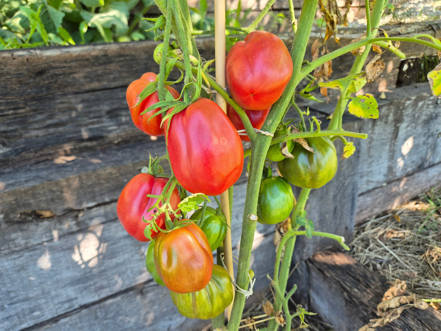 Fragola della Garfagnana DER TOMATENFLÜSTERER