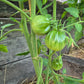 Fragola della Garfagnana DER TOMATENFLÜSTERER