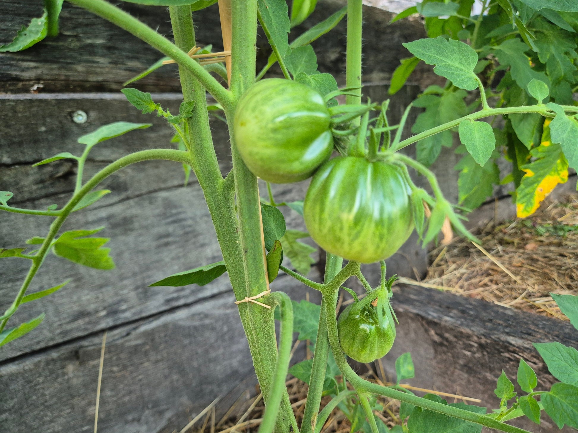 Fragola della Garfagnana DER TOMATENFLÜSTERER